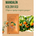 Parfümiyo 70°C Kolonyalı Mendil 100'lü Paket 20 Adet (Koli)
